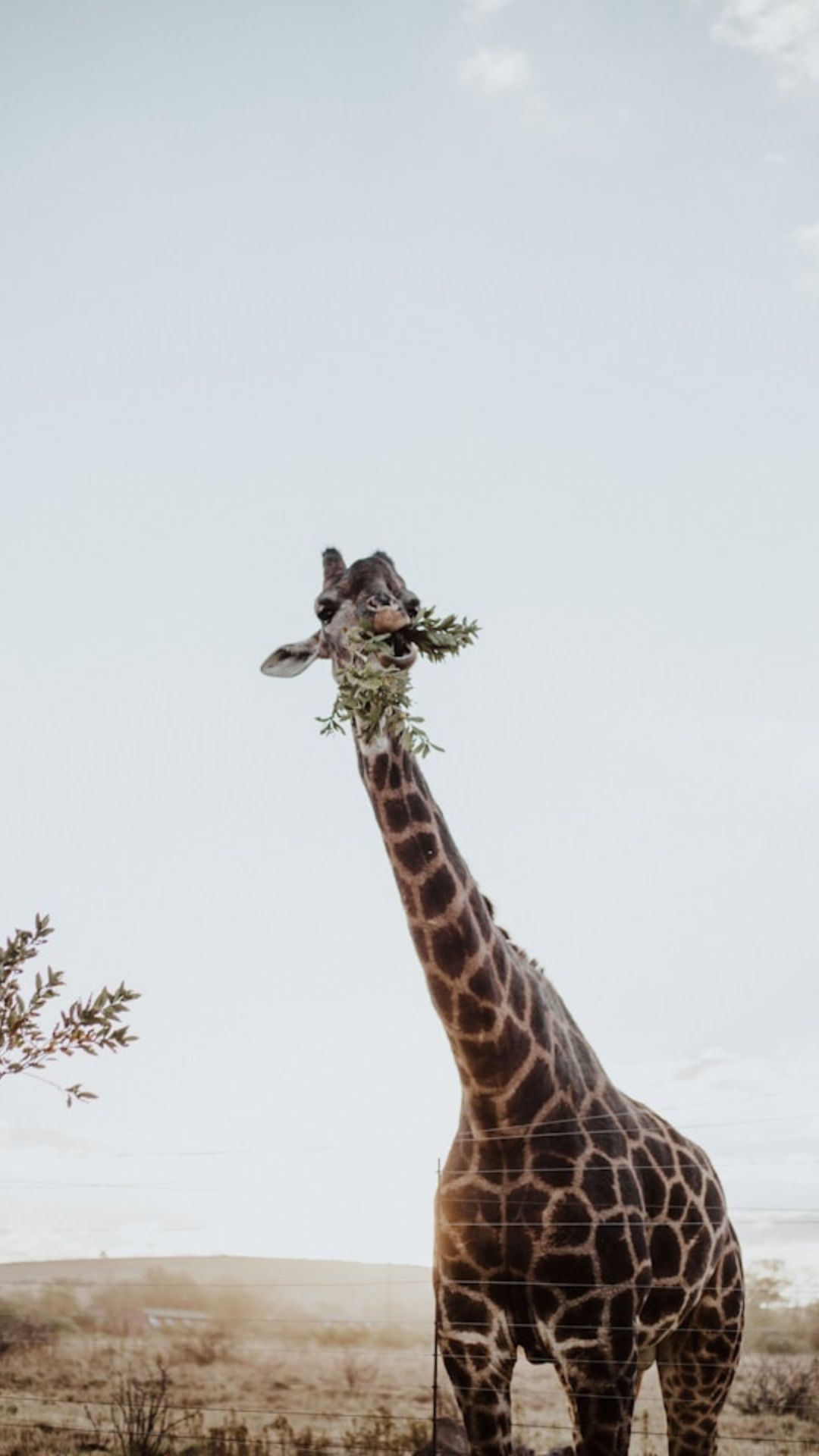 Africa