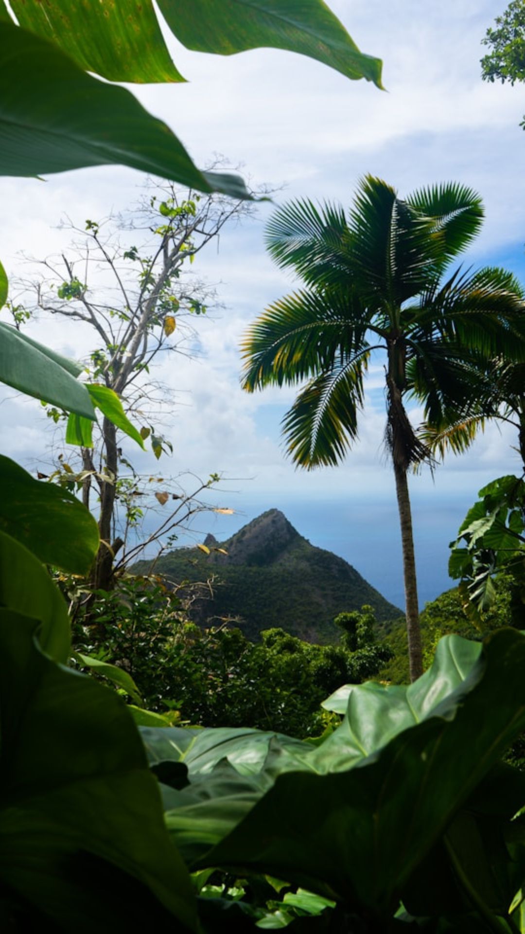 Saba
