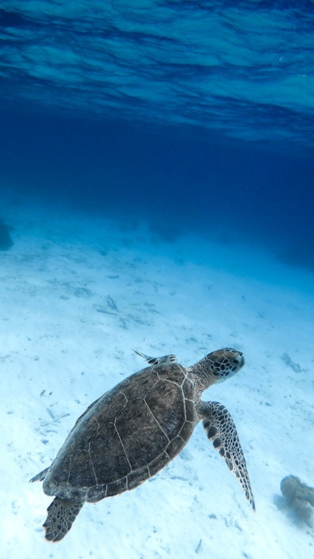 Bonaire