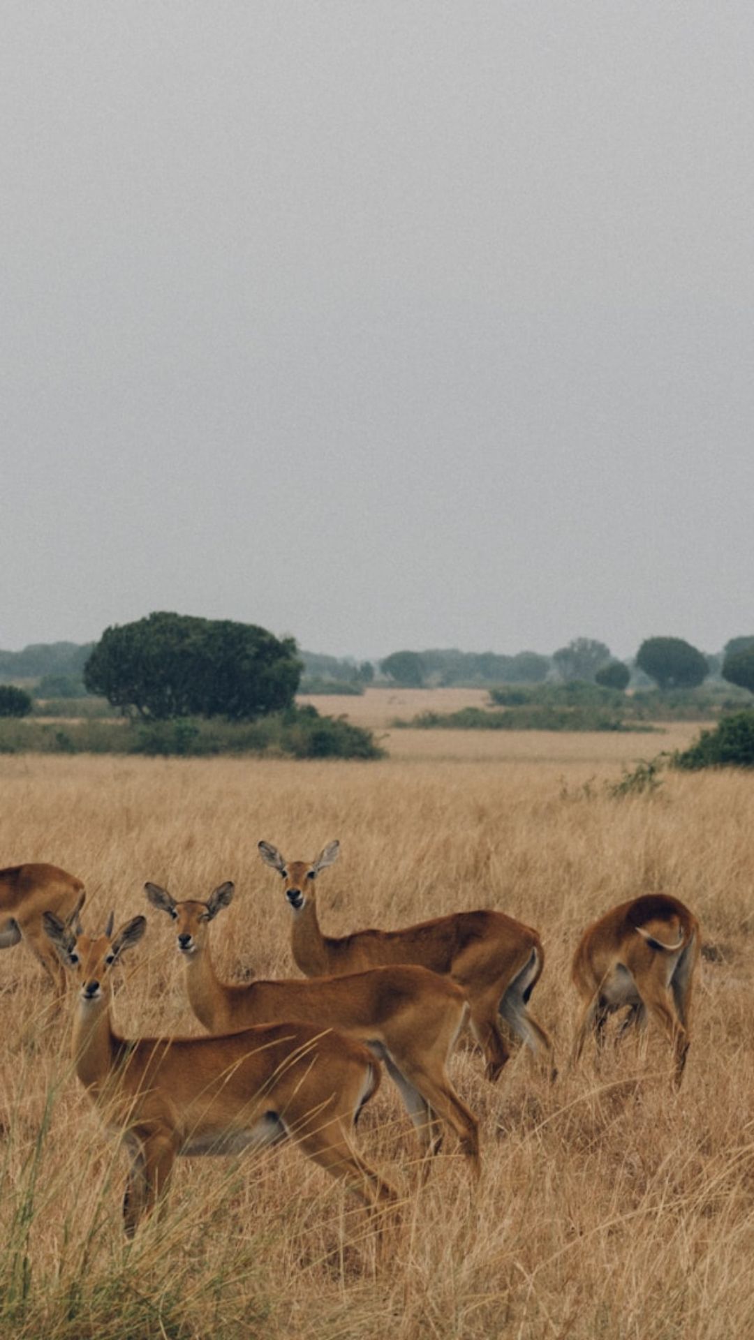 Uganda