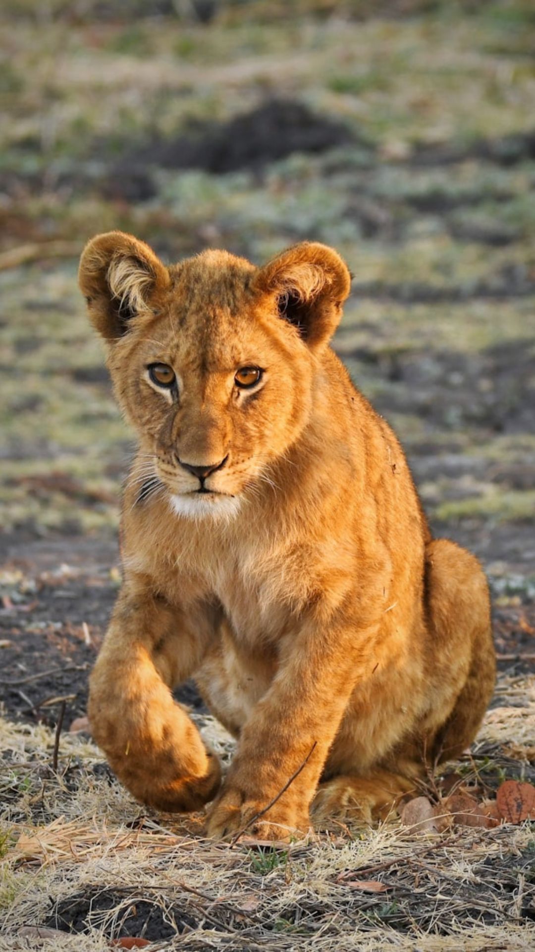 Zambia